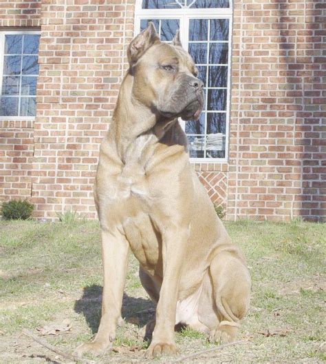 cane corso beige|cane corso color patch.